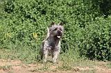 CAIRN TERRIER 002